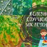 Choroby listů a škůdci okurek + jejich hubení